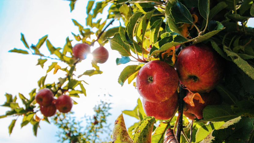 Apples in an Apple Tree Branch
