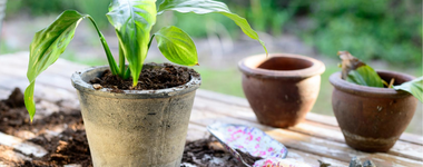 How to Repot a Plant