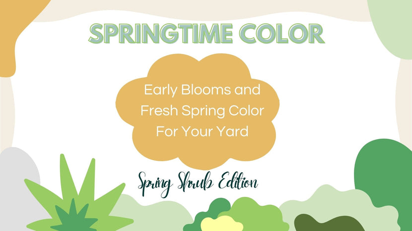 Early Spring Color and Blooms For Your Yard: Shrub Edition