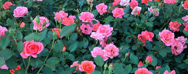 How to Grow Roses