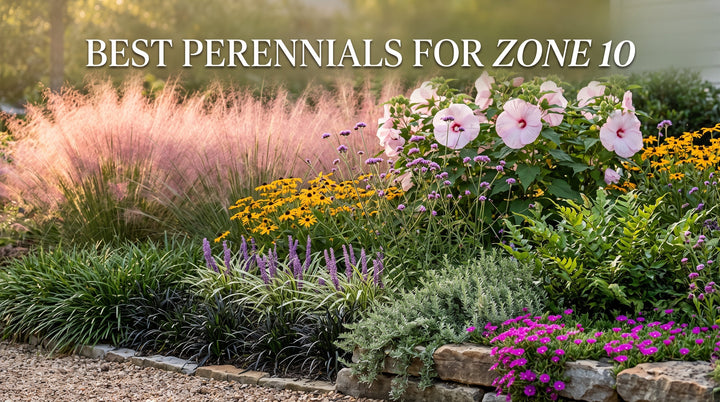 Best Perennials For Zone 10: Flowers, Grasses & Foliage