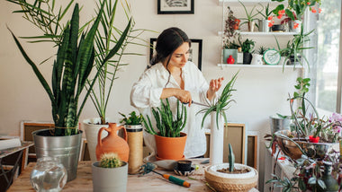 Tips for Transplanting Houseplants