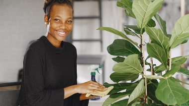 6 Helpful Tips for Caring for Your Fiddle Leaf Fig
