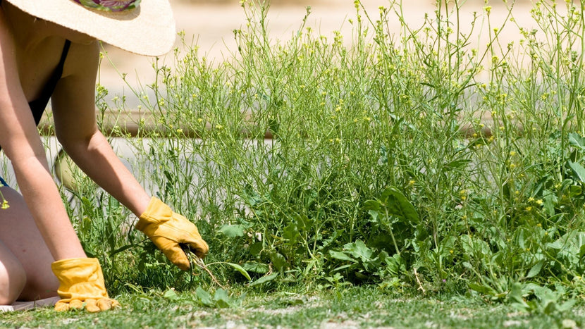 How to Prepare Your Garden for Spring