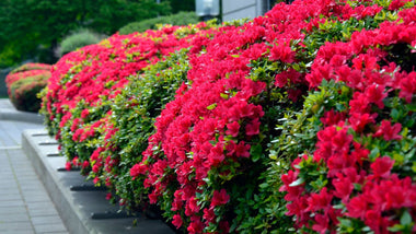 The Best Shrubs for Fall Color