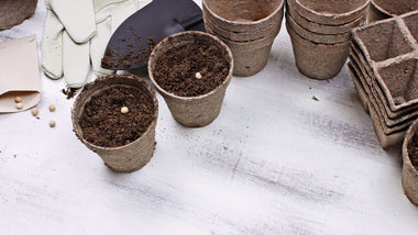 How to Start Spring Garden Seeds Inside
