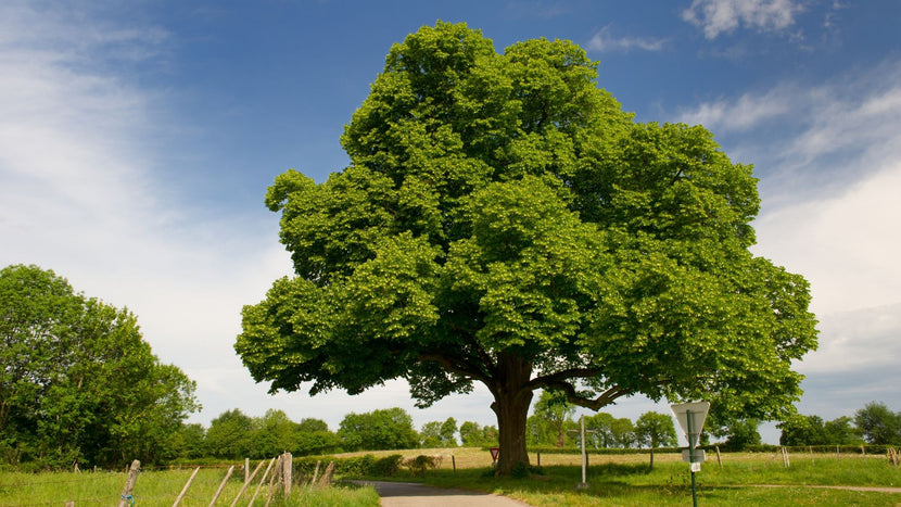 What Happened to the Chestnut Tree?