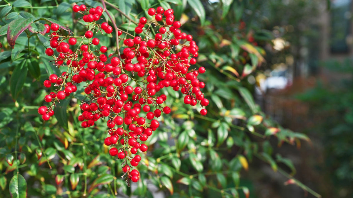 10 Trees And Shrubs With Red Berries - Red Berries For Winter Interest