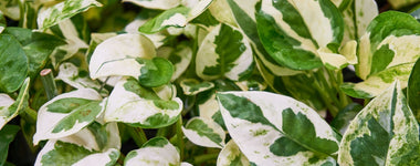Growing Pothos Plants