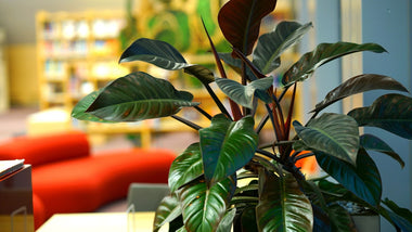 Philodendron: The Versatile Houseplant