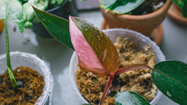 Collector's Houseplants