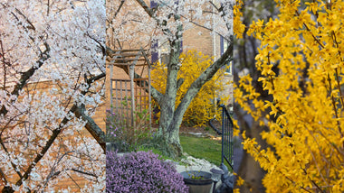 The Art of Layering Blooms in the Early Spring Landscape