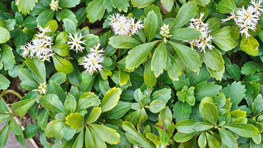 Your Ultimate Planting & Care Guide to Japanese Pachysandra
