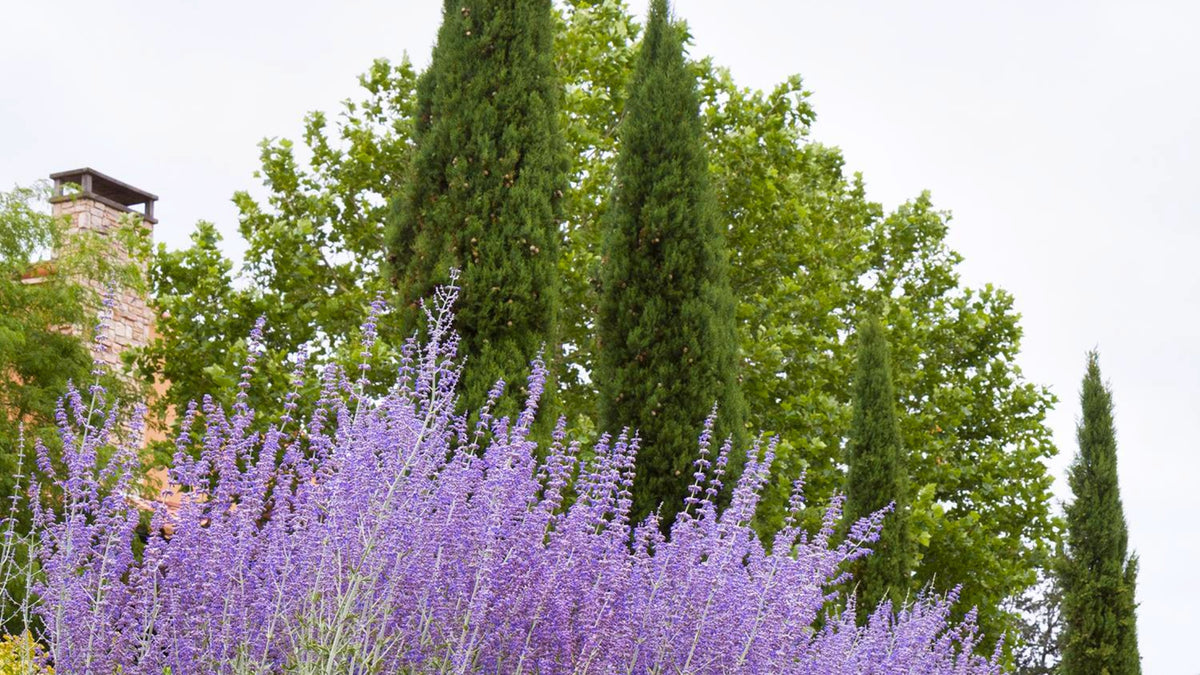 Woodie's Picks Best LowMaintenance Plants In The Landscape Garden