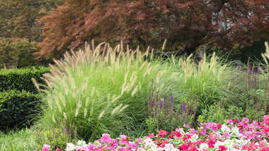 Woodie’s Picks: Warm Season Grasses To Elevate Your Outdoor Space