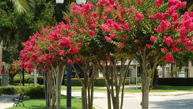 Unleashing Color with Dynamite Crape Myrtle