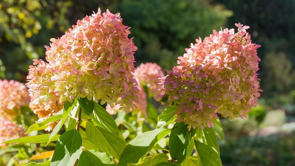 Woodie’s Picks Panicle Hydrangeas For The Summer Landscape Garden