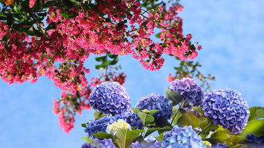 Adding Summer Color to Your Landscape with Crape Myrtles & Hydrangeas