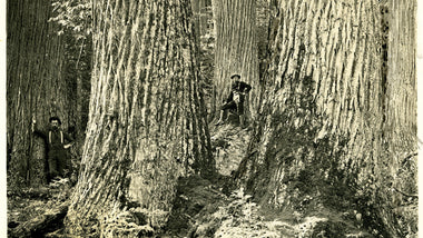The Dunstan Chestnut Tree: A Resurgence of The American Chestnut Industry