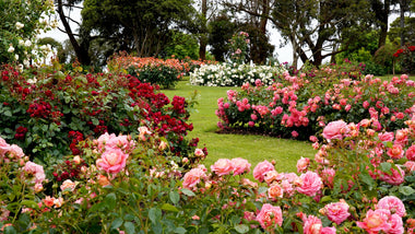 Woodie's Picks: Fragrant Favorites In The Garden