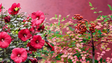 Woodie's Picks: Drought Tolerant Landscape Plants