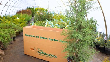 Carolina Sapphire Cypress To Add Eye-Catching Coolness To The Landscape