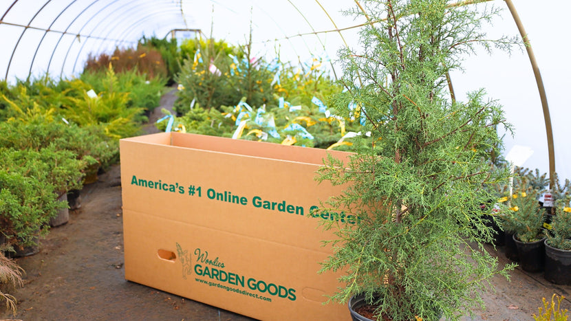 Carolina Sapphire Cypress To Add Eye-Catching Coolness To The Landscape