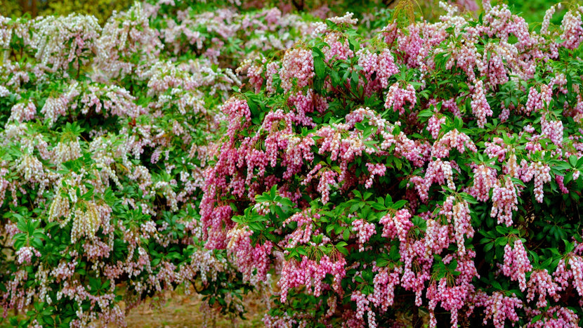 Upgrading Your Spring Landscape with Pieris Shrubs