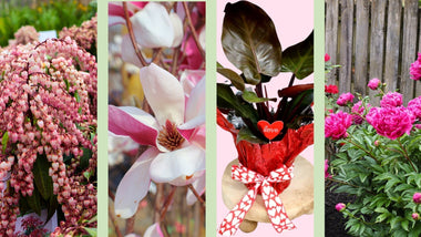 Garden Gifts To Show Your Love This Valentine’s Day