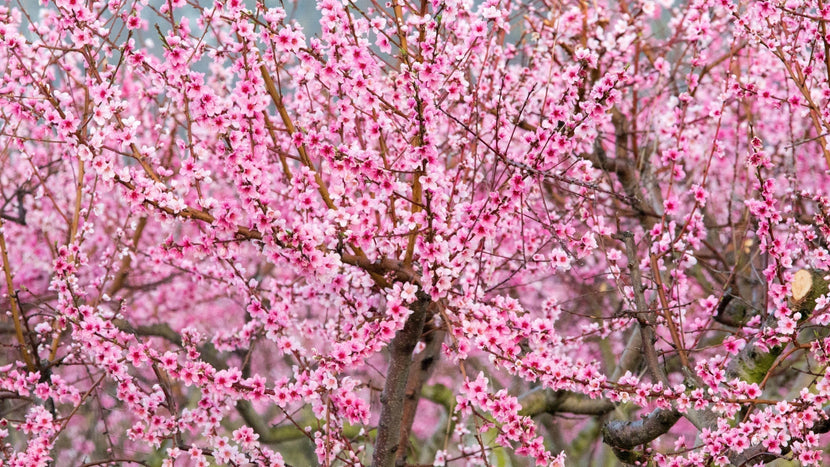 Woodie’s Picks: Flowering Fruit Trees To Plant In Early Spring