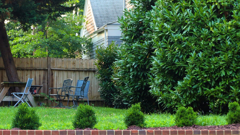 Woodie’s Picks: Evergreen Shrubs For Compact Hedging & Borders