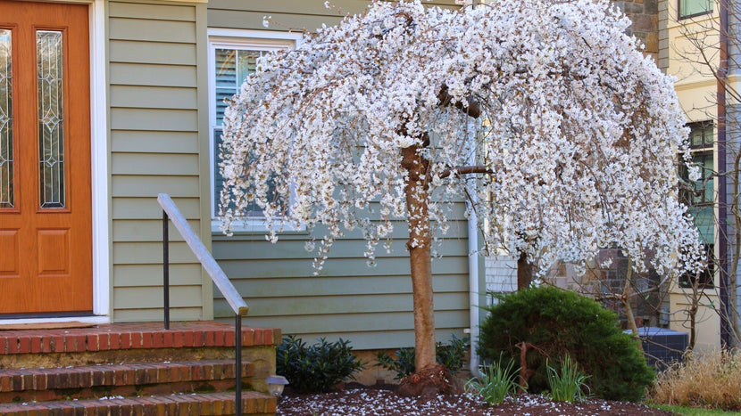 Woodie’s Picks: Small-Space, Big Statement Landscaping Trees For Spring
