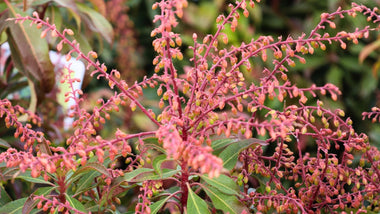 Woodie’s Picks: Plants Budding Now & Blooming Soon