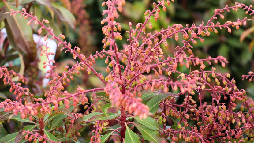 Woodie’s Picks: Plants Budding Now & Blooming Soon