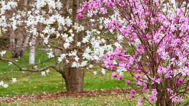 Woodie’s Picks: Early Blooming Magnolia Trees for a Magical Spring Display