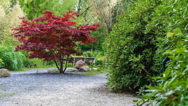 Landscape Plants That Radiate Luck