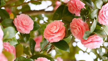 Woodie’s Picks: Best Camellia Japonica for Spring Color