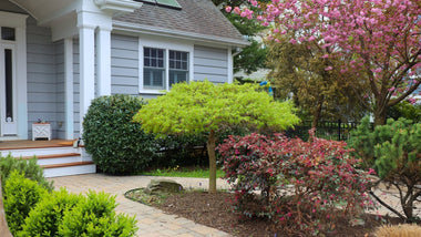 Woodie’s Picks: Early Season Favorites For Shade Gardening