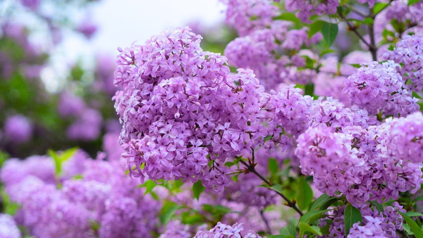 Top Lilac Shrubs for Spring: Fragrant Blooms, Easy Care, & Landscape Beauty