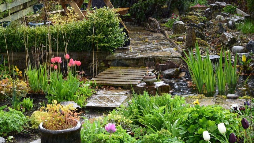Rain Gardens: How to Fight Flooding & Pollution — & Help Pollinators