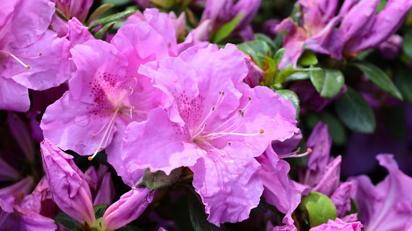 Woodie’s Picks: Encore Azaleas for 3 Seasons of Stunning Blooms
