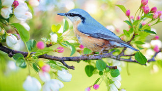 A Guide To Designing The Perfect Bird Garden