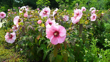 Woodie’s Picks: Hardy Hibiscus To Make a Splash in the Summer Garden