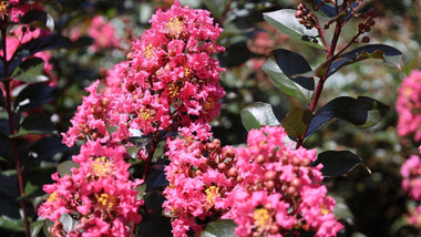 Woodie’s Picks: Crape Myrtles For Bold Beauty in the Summer Landscape