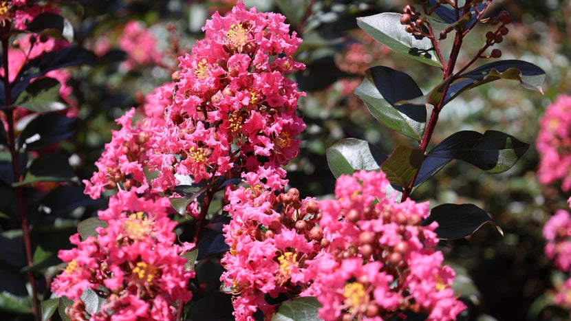 Woodie’s Picks: Crape Myrtles For Bold Beauty in the Summer Landscape