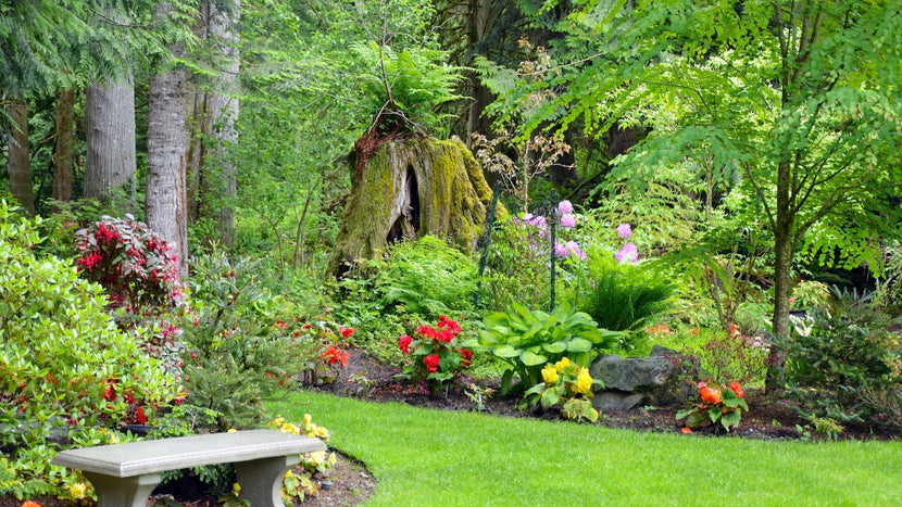 Woodie’s Picks: Understory Shade Plants For Texture and Interest in The Late Summer Garden