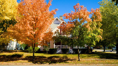 Woodie’s Picks: Statement Shade Trees To Plant Now For Sensational Fall Foliage