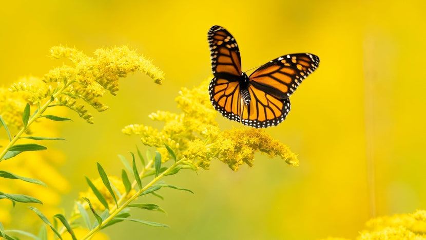 Woodie’s Picks: Late Summer Blooms To Support The Bees & Butterflies