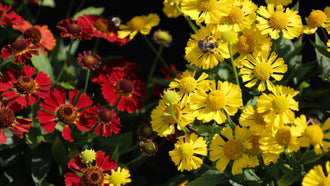 An Early Fall Garden Essential: Helenium
