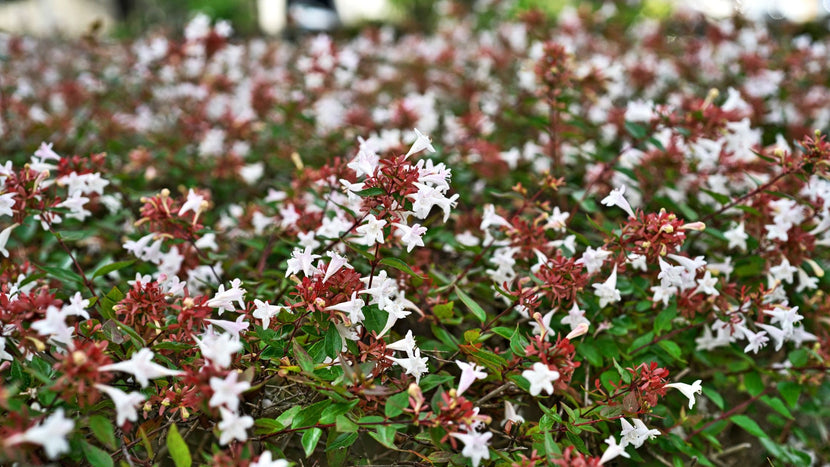 close up view of blooming abelia shrubs in spring